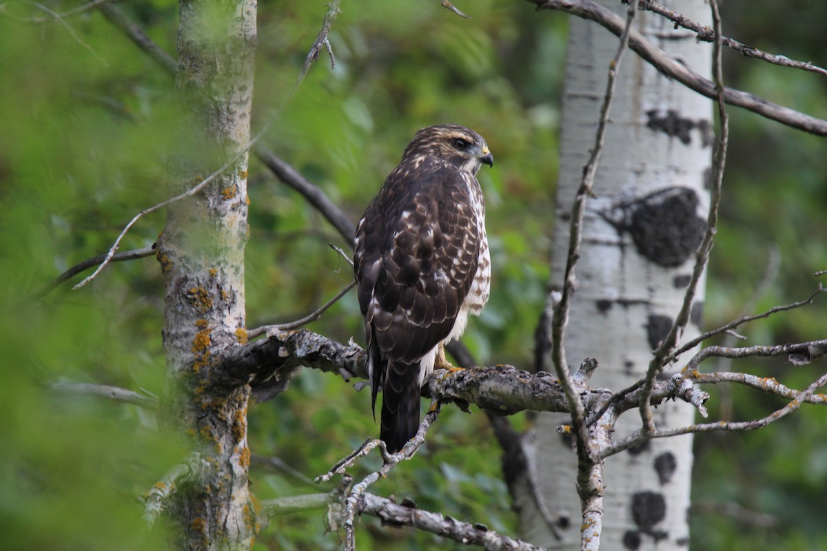 Broad-winged Hawk - ML641494683