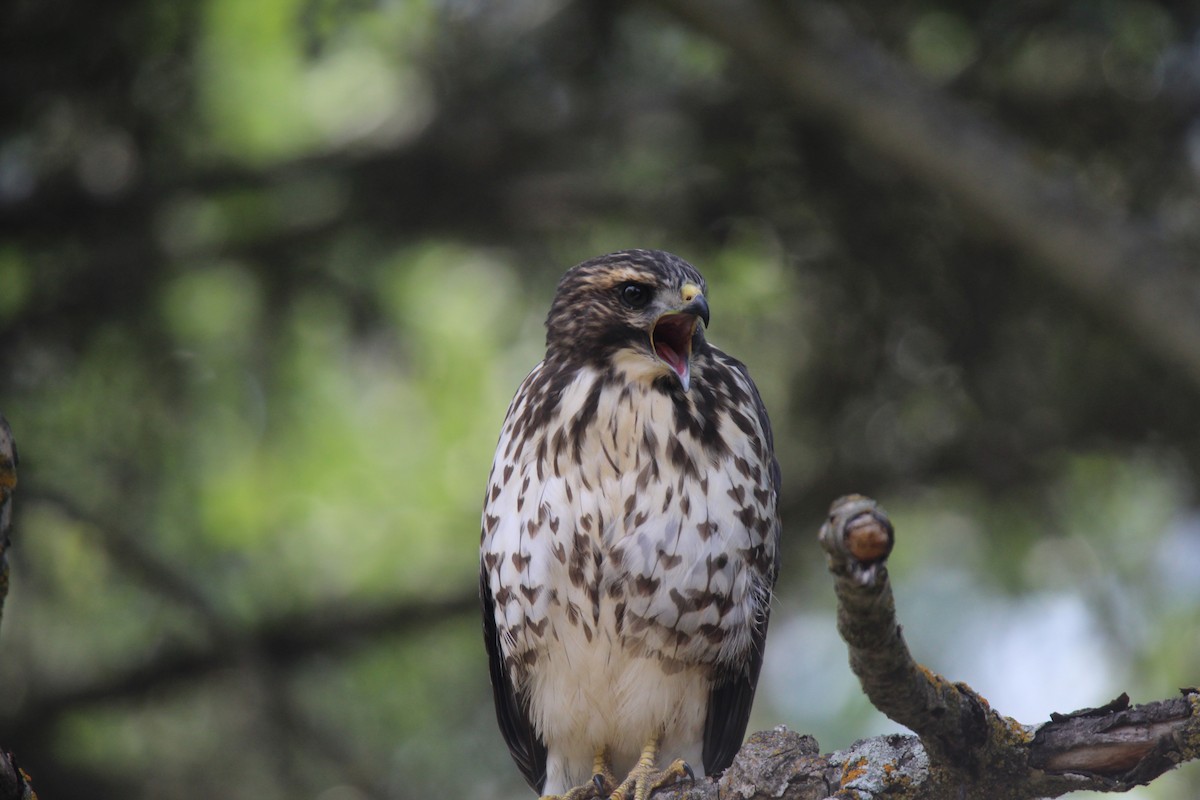 Broad-winged Hawk - ML641494684