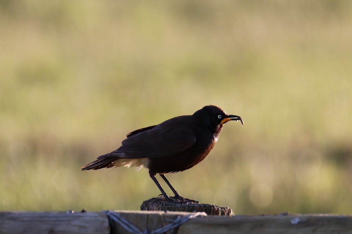 African Pied Starling - ML641494699