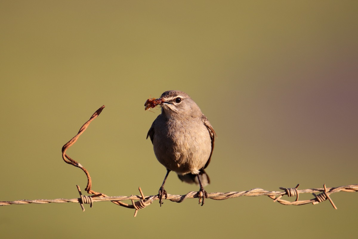 Karoo Scrub-Robin - ML641494717