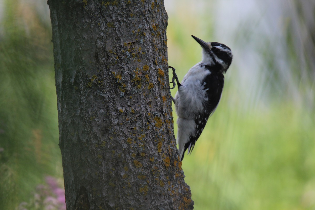 Hairy Woodpecker - ML641494724
