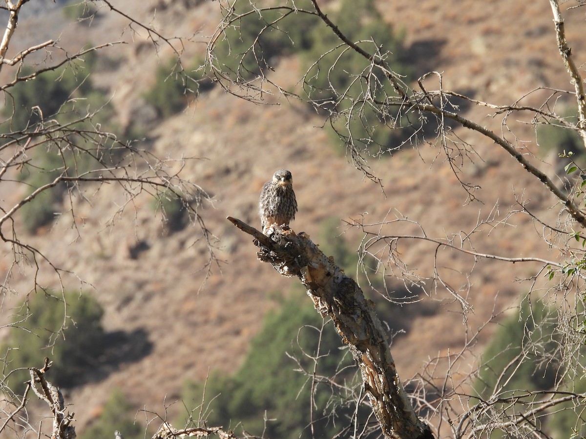 Eurasian Hobby - ML641494805
