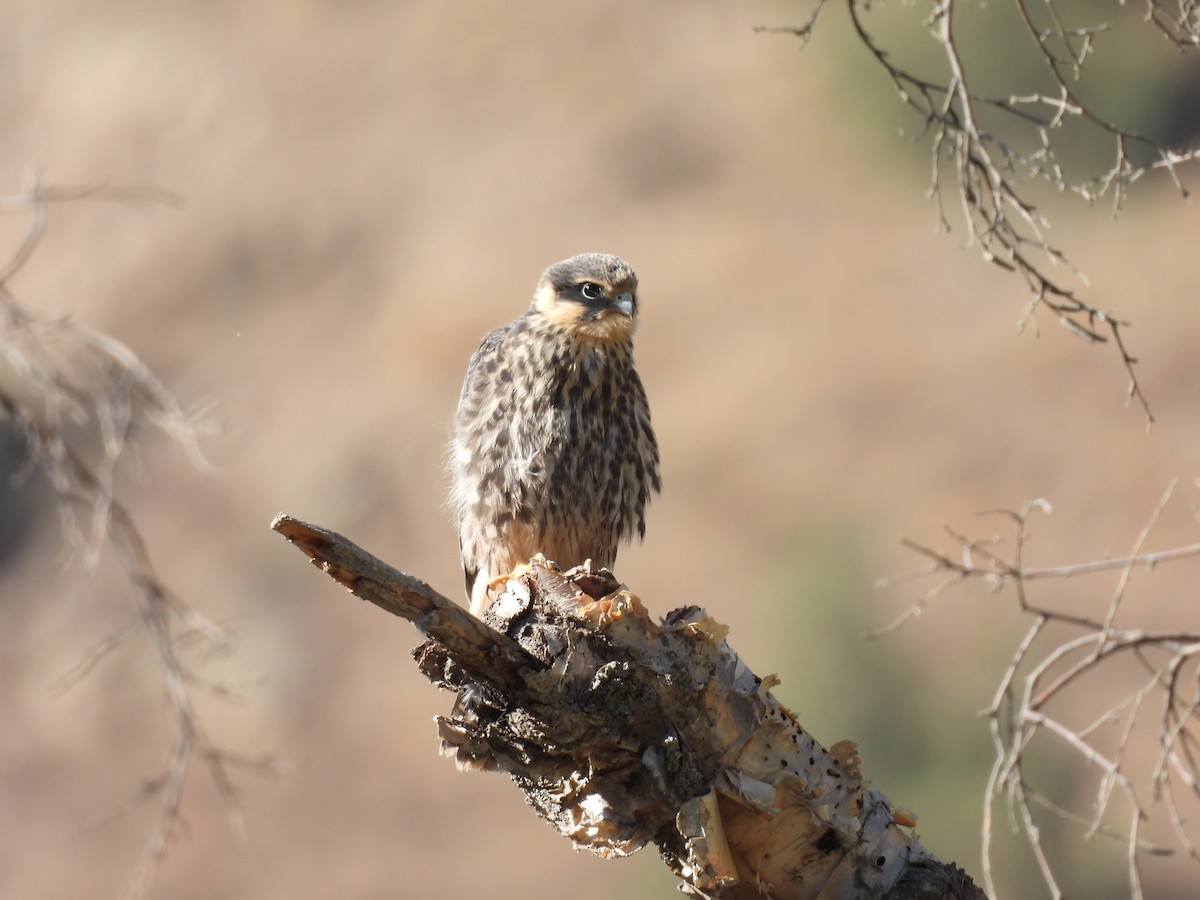 Eurasian Hobby - ML641494806