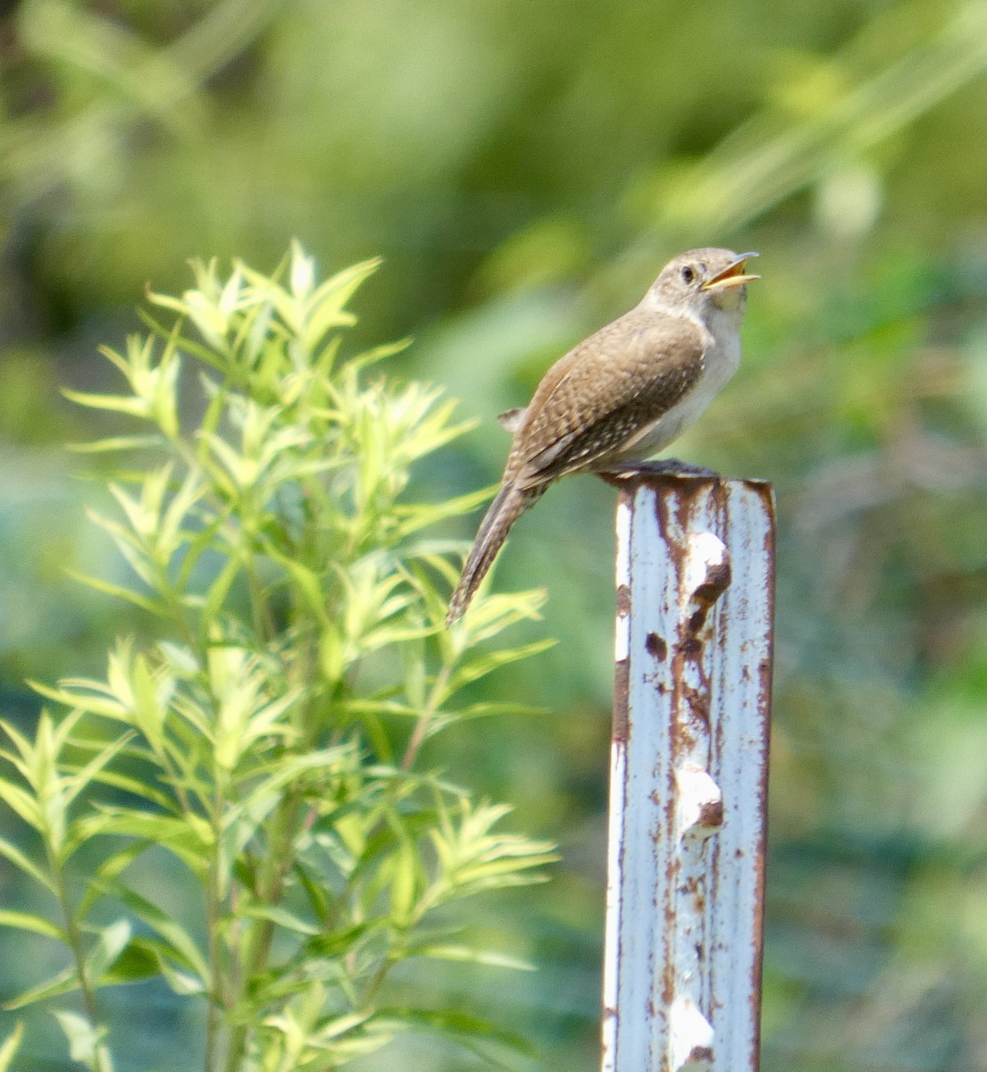 Northern House Wren - ML641494809