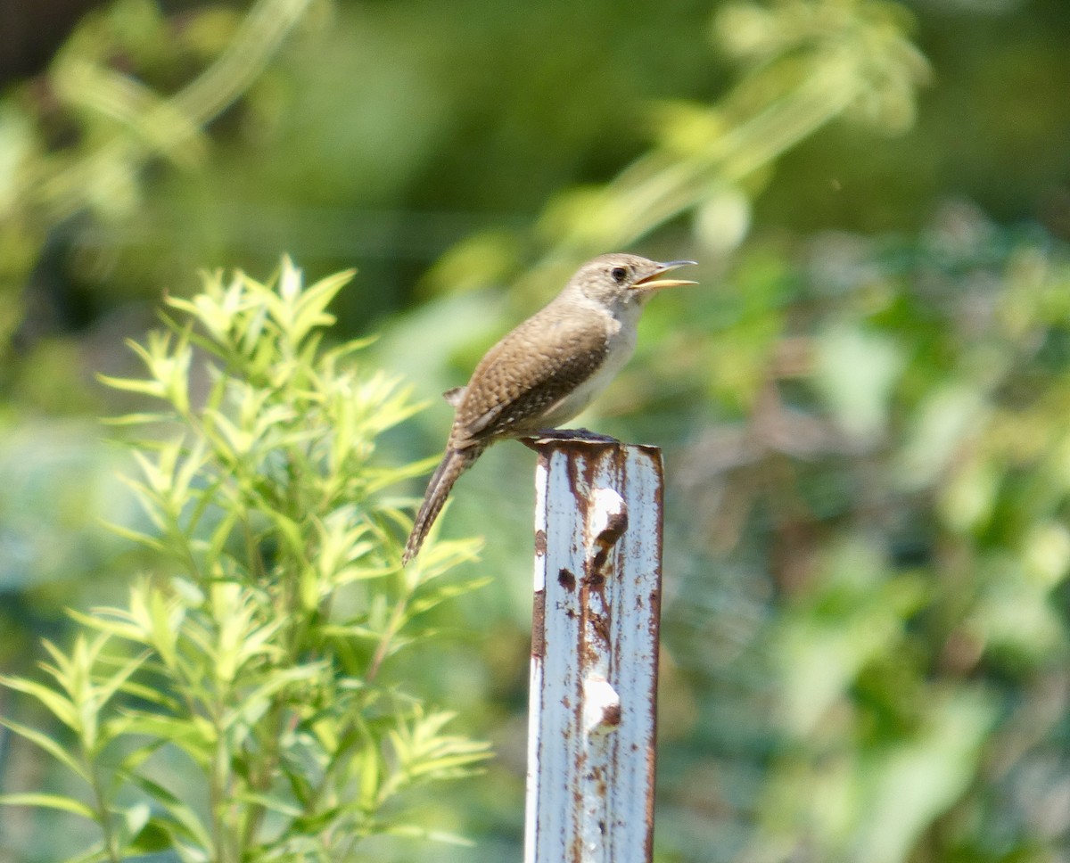 Northern House Wren - ML641494810
