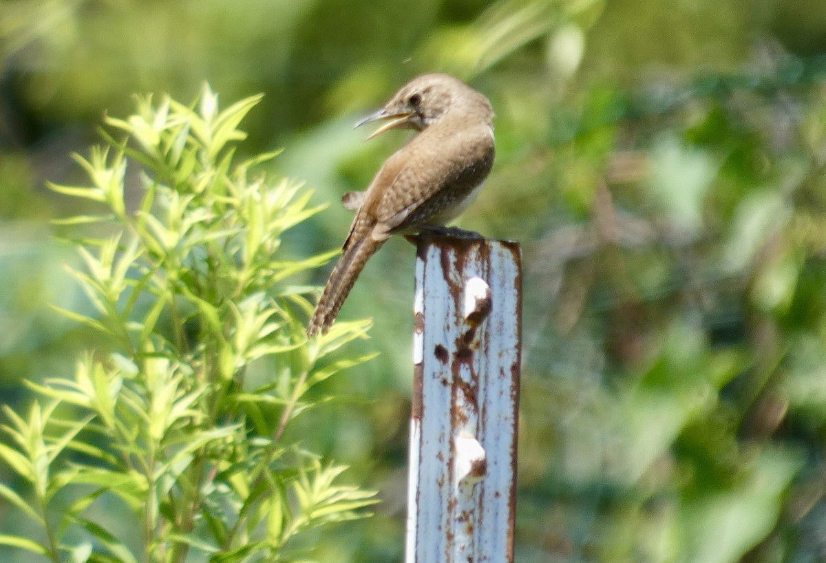 Northern House Wren - ML641494811