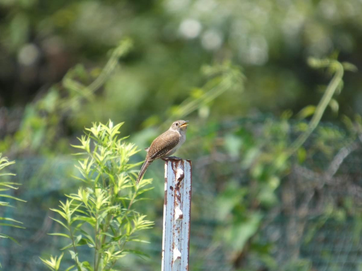 Northern House Wren - ML641494812
