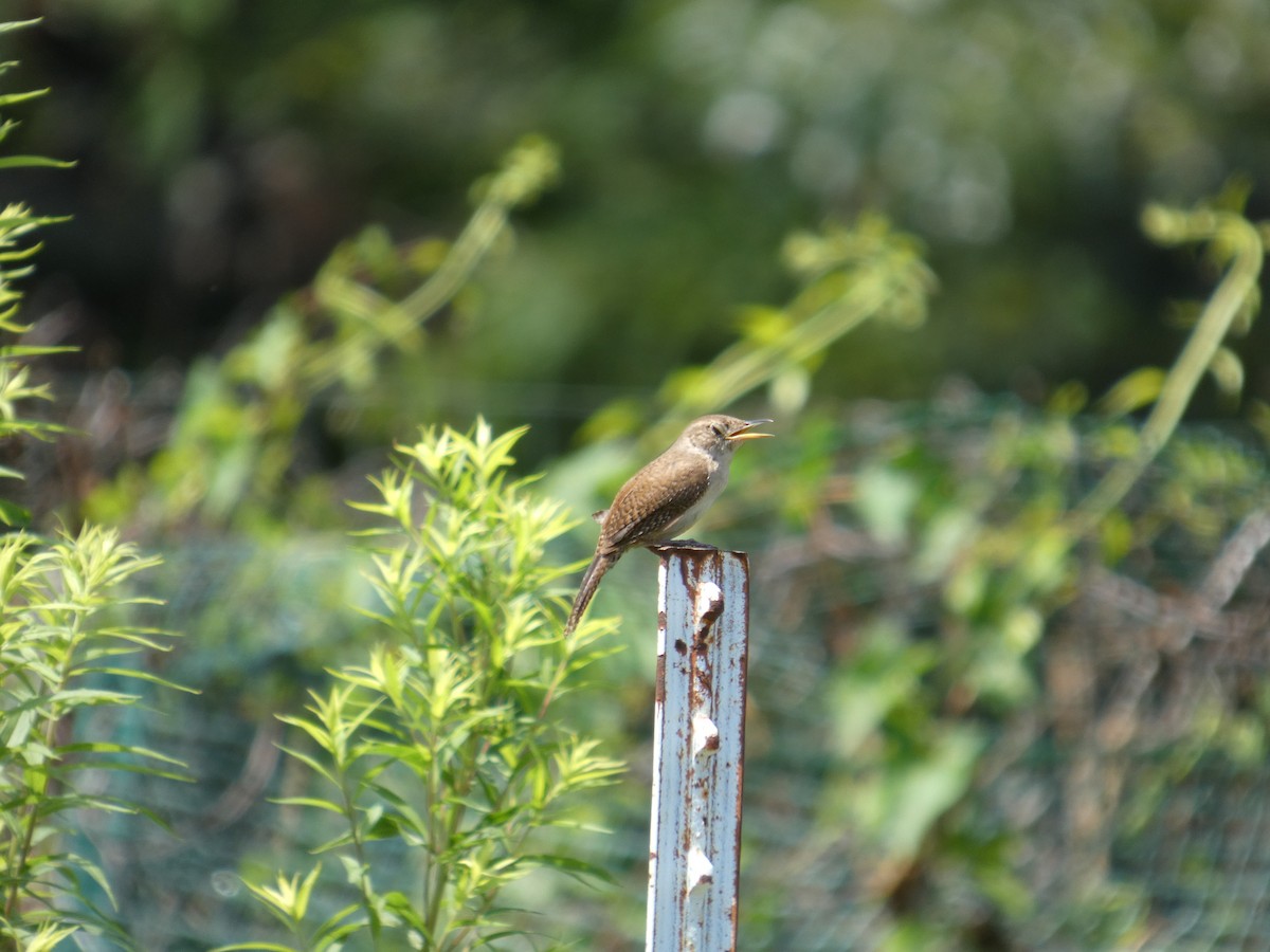 Northern House Wren - ML641494813