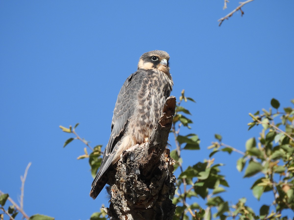 Eurasian Hobby - ML641494839