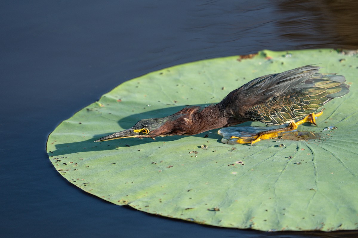 Green Heron - ML641494842