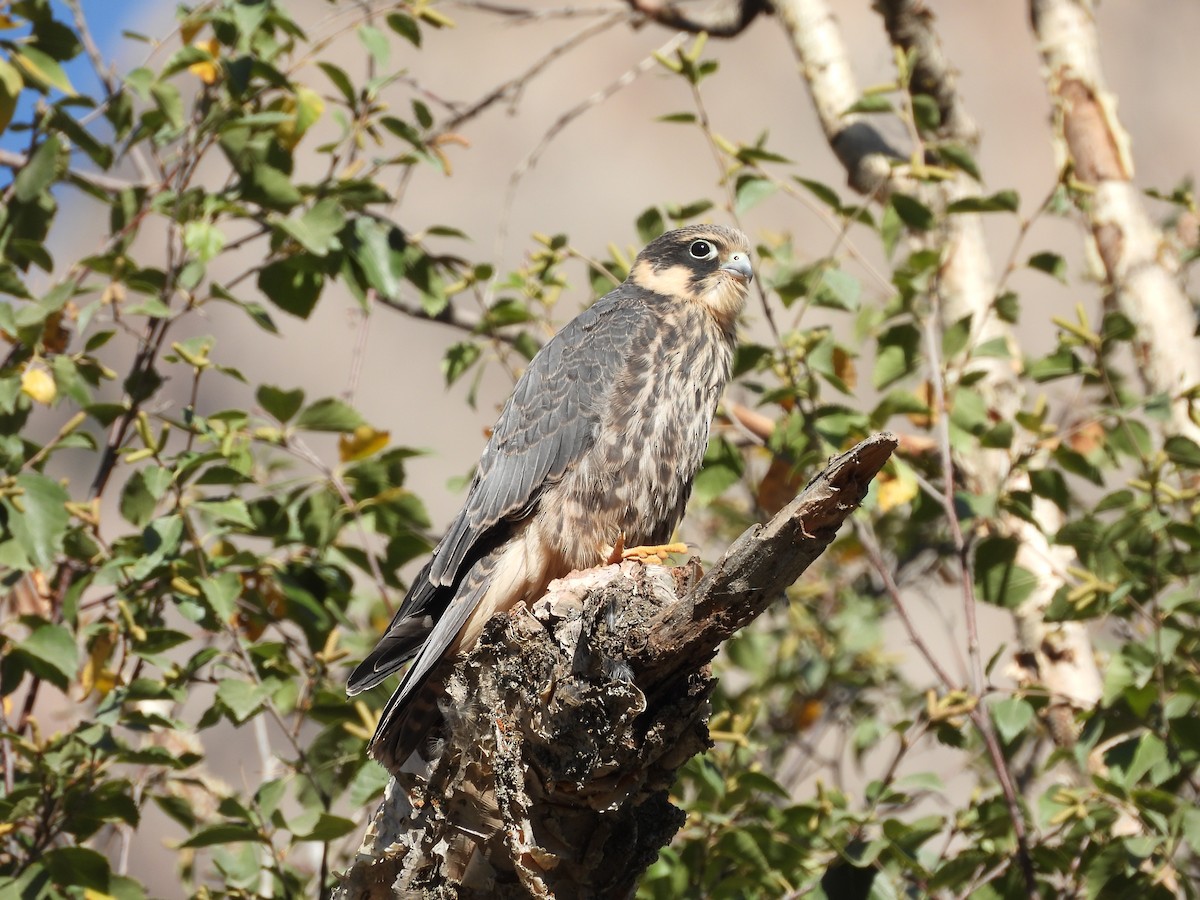 Eurasian Hobby - ML641494865