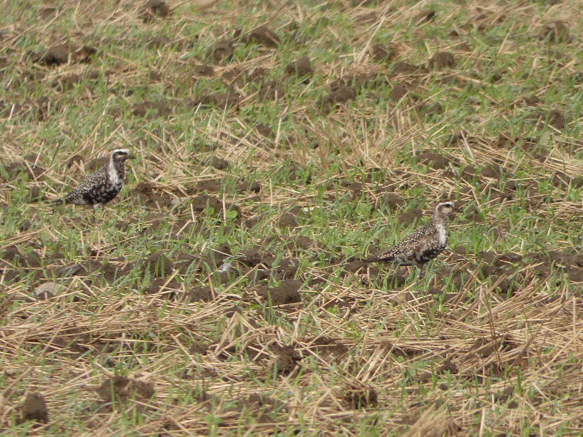 American Golden-Plover - ML641494951