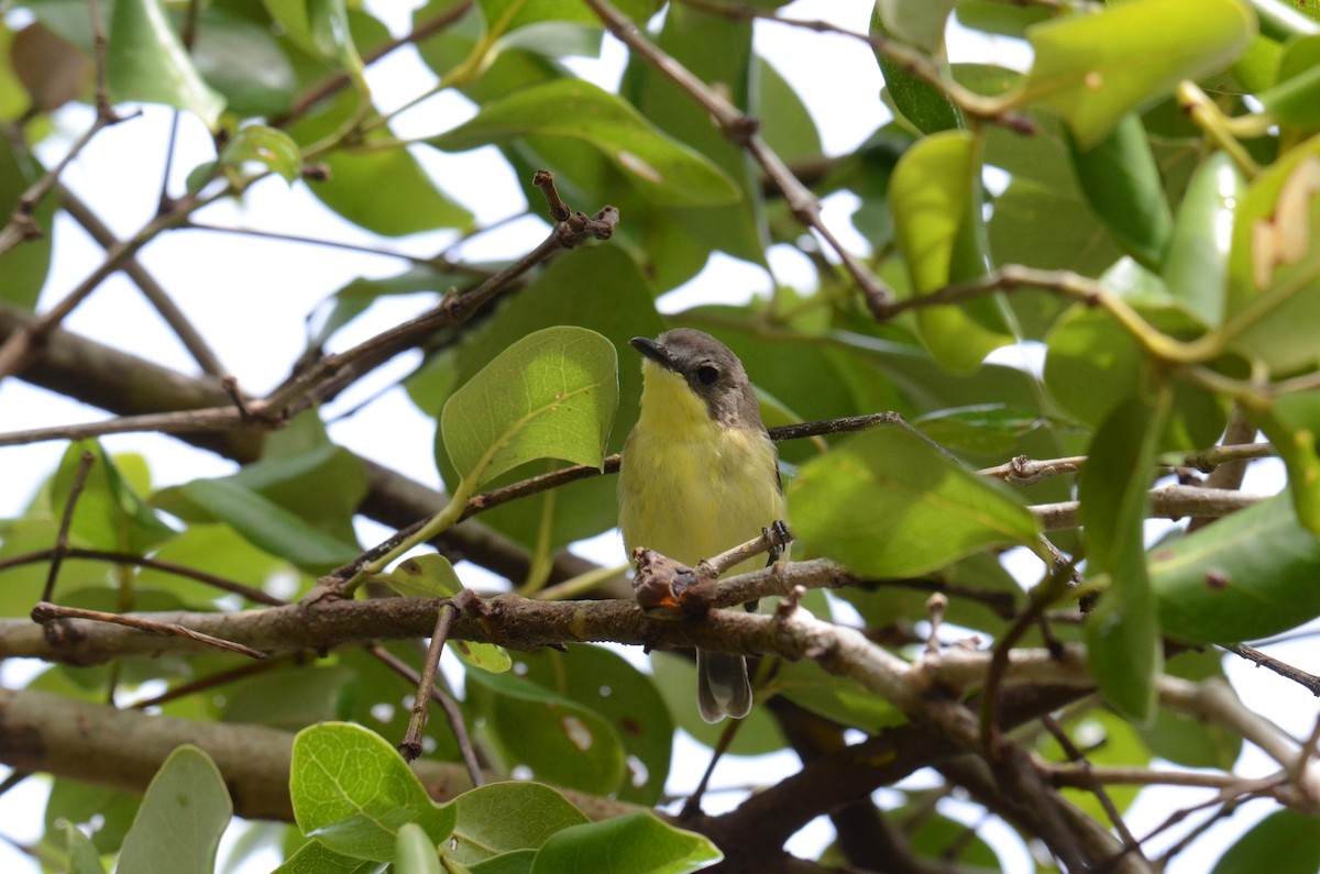 Golden-bellied Gerygone - ML641494954