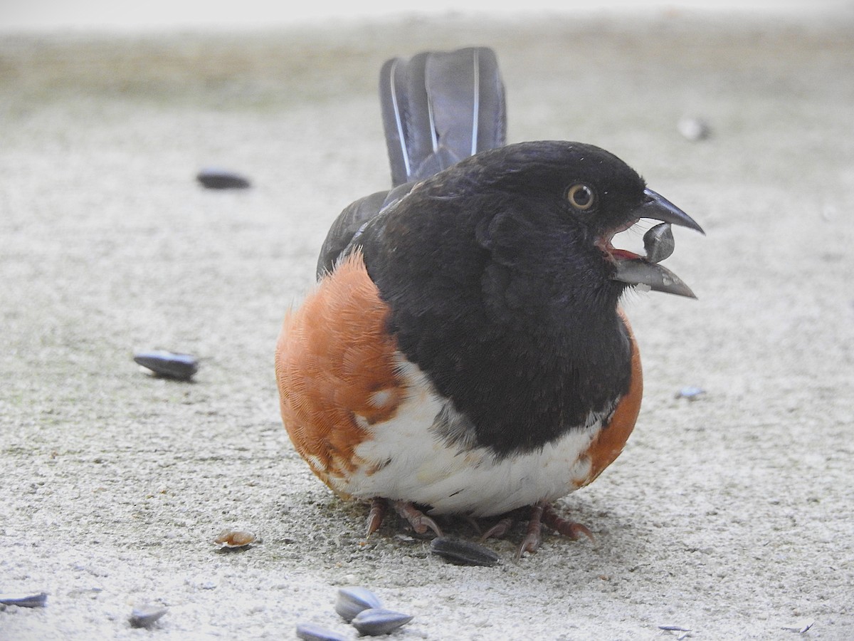 Eastern Towhee - ML641494955