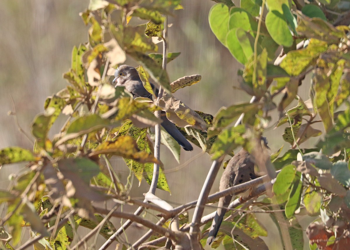 Long-tailed Ground Dove - ML641494964