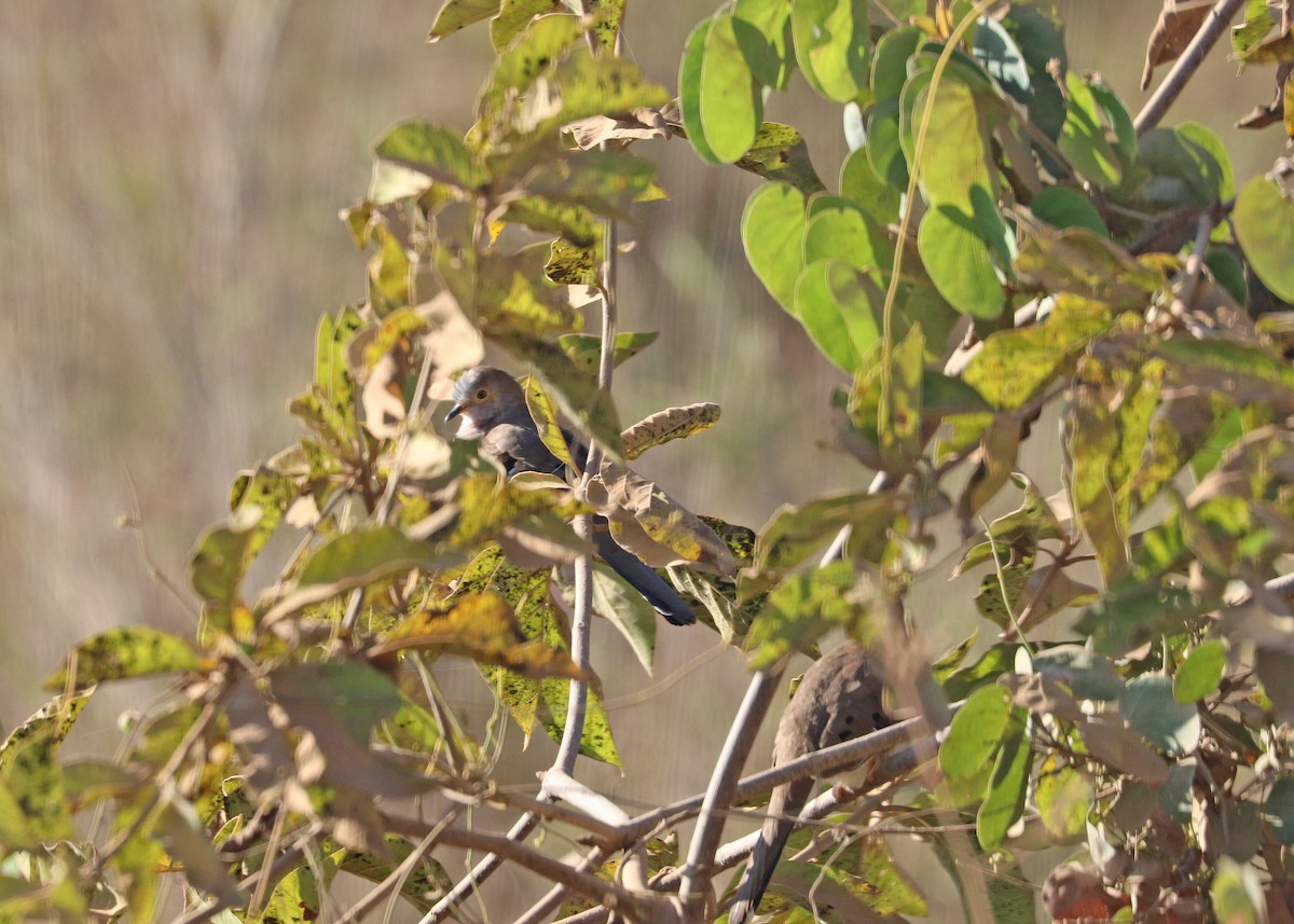 Long-tailed Ground Dove - ML641494965