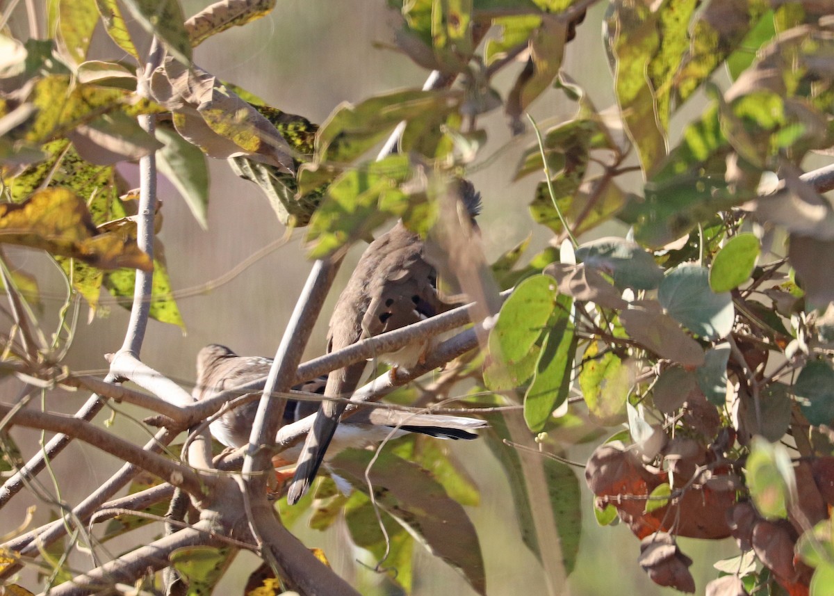 Long-tailed Ground Dove - ML641494966