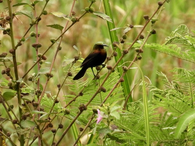 Copper Sunbird - ML641494973