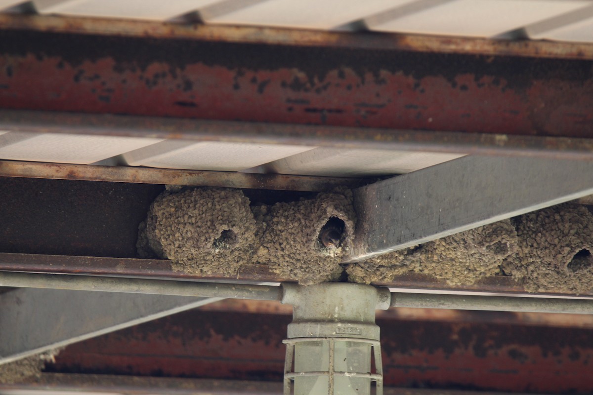 Cliff Swallow - ML641494980