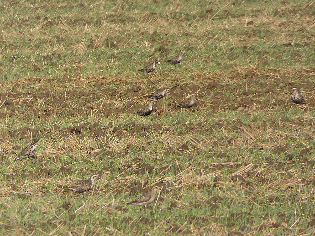 American Golden-Plover - ML641494983
