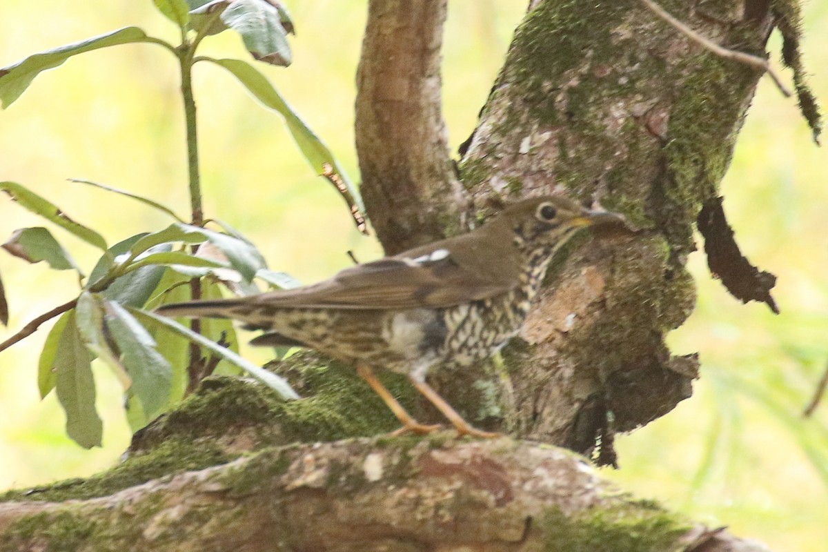 Alpine Thrush - ML641495014