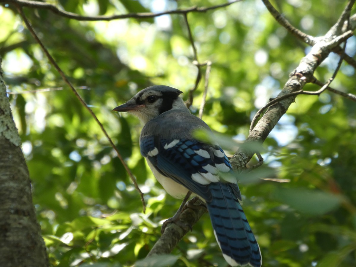 Blue Jay - ML641495020