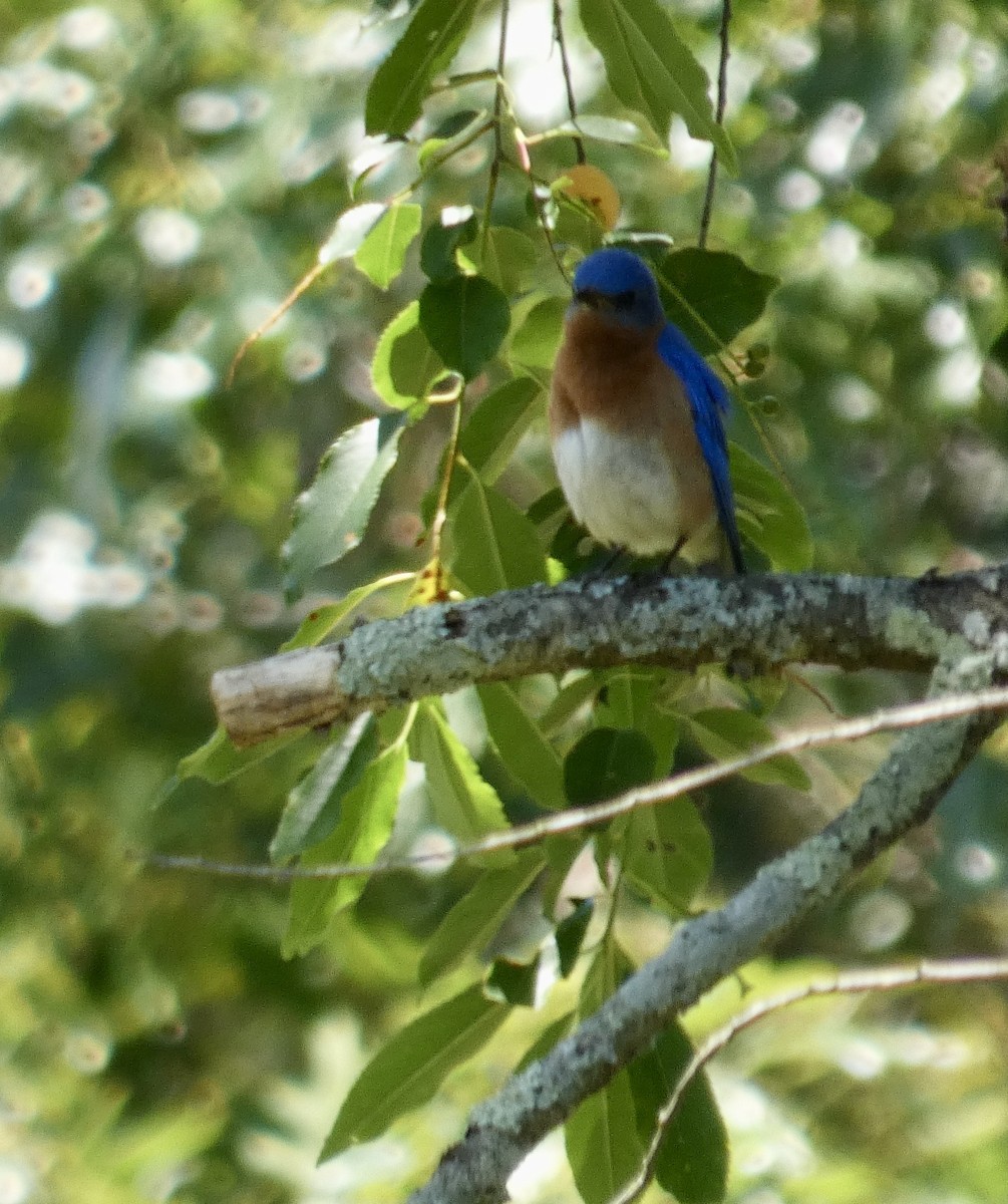 Eastern Bluebird - ML641495033