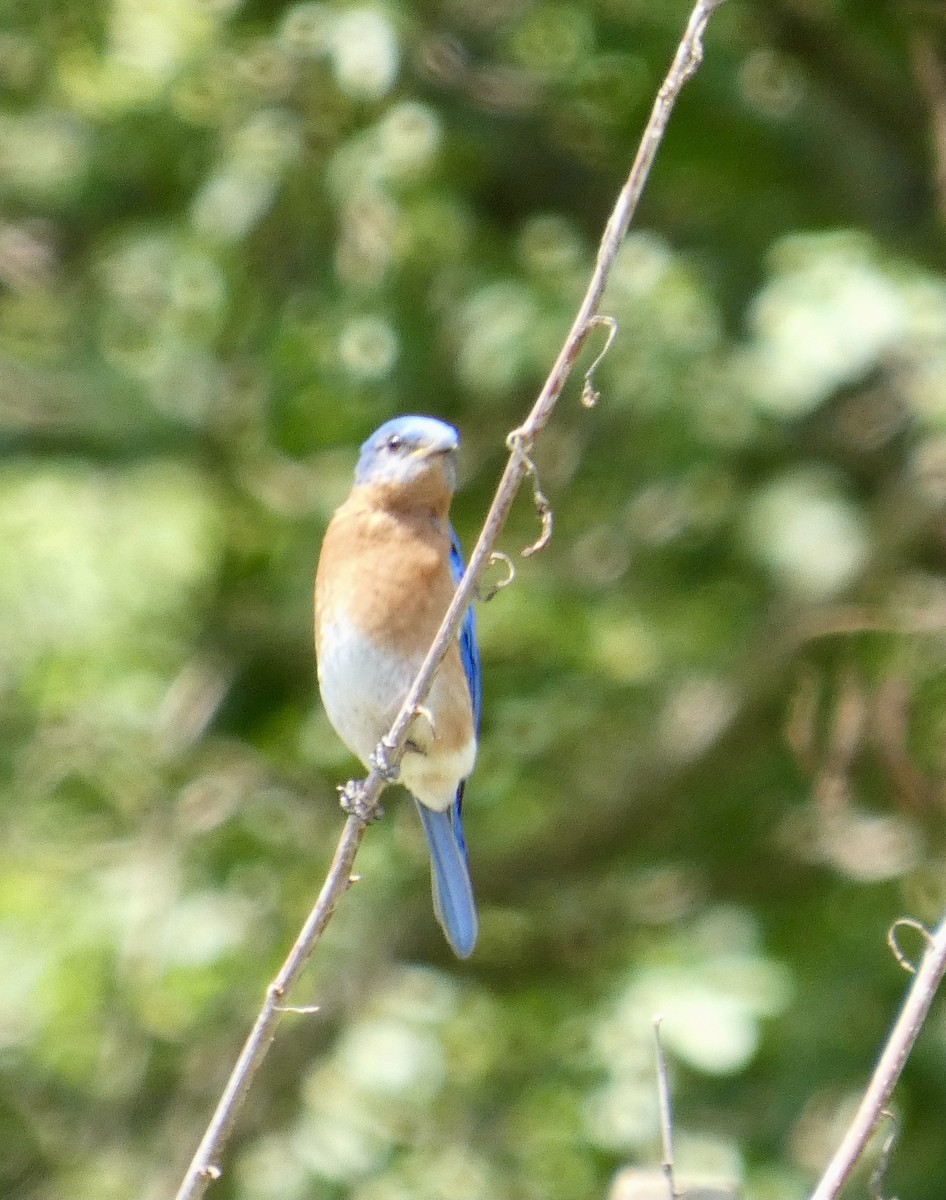 Eastern Bluebird - ML641495034