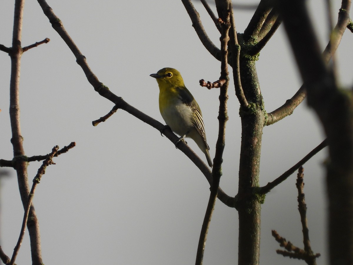 Sarı Gerdanlı Vireo - ML641495062