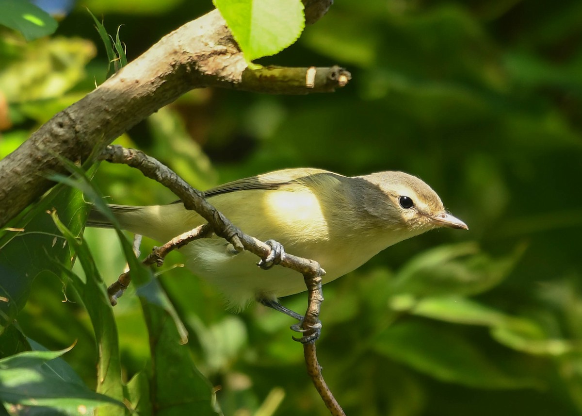 Philadelphia Vireo - ML641495074