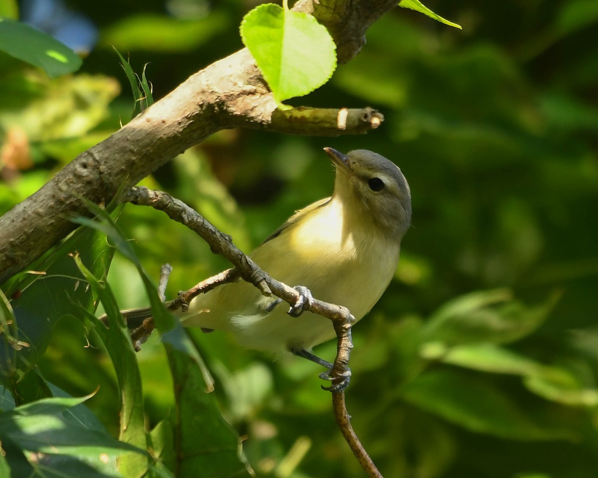 Philadelphia Vireo - ML641495075