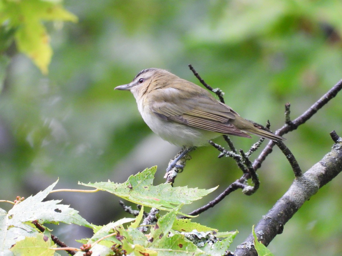 Red-eyed Vireo - Will Doel