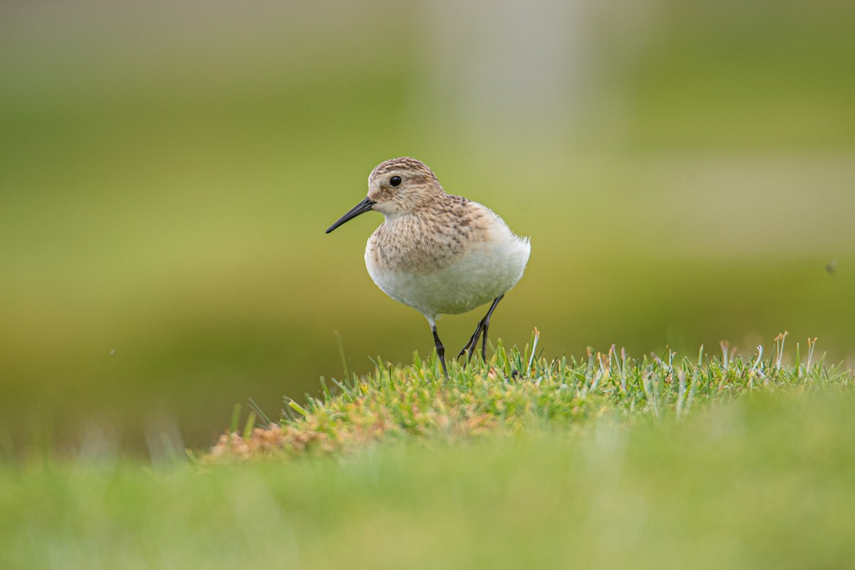 Baird's Sandpiper - ML641495105