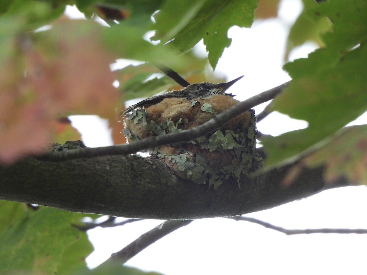 Yakut Boğazlı Kolibri - ML641495154