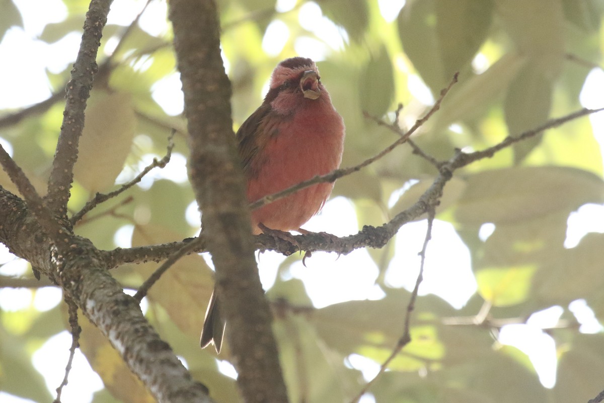 Pink-browed Rosefinch - ML641495155