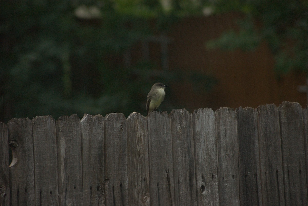 gråfibi - ML641495156