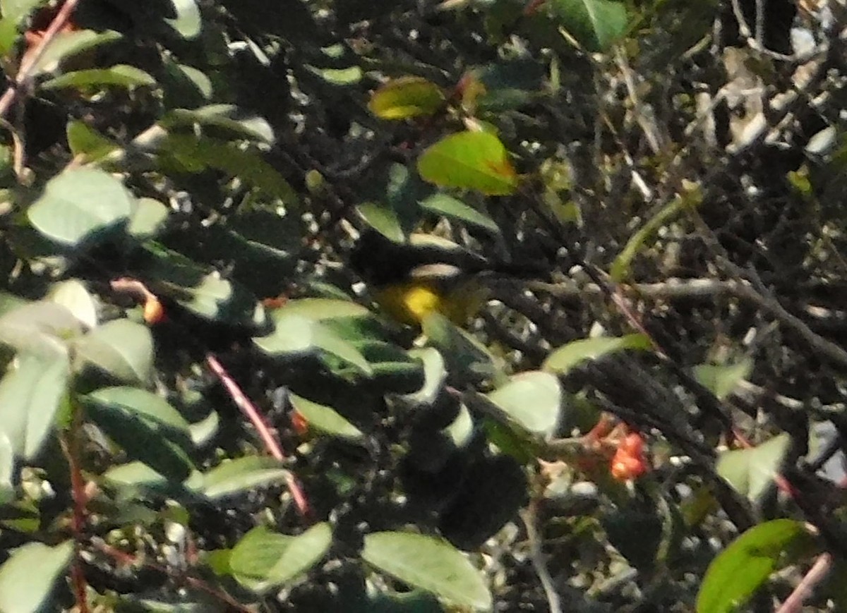 Brown-capped Redstart - ML641495193