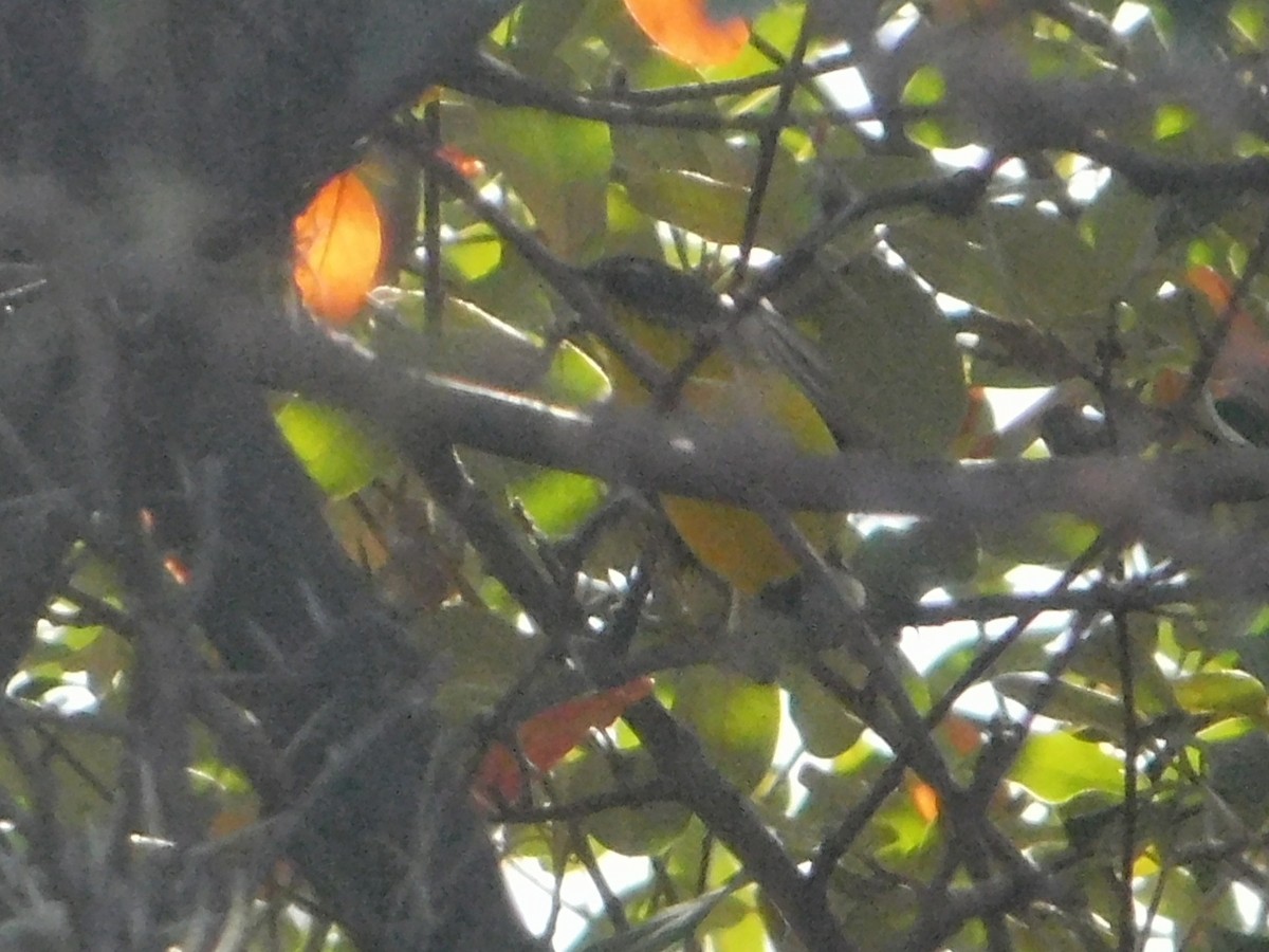 Brown-capped Redstart - ML641495194