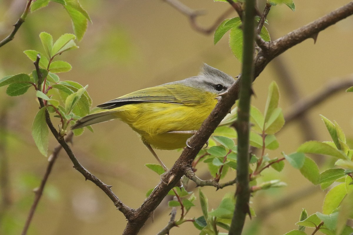 Gray-hooded Warbler - ML641495195