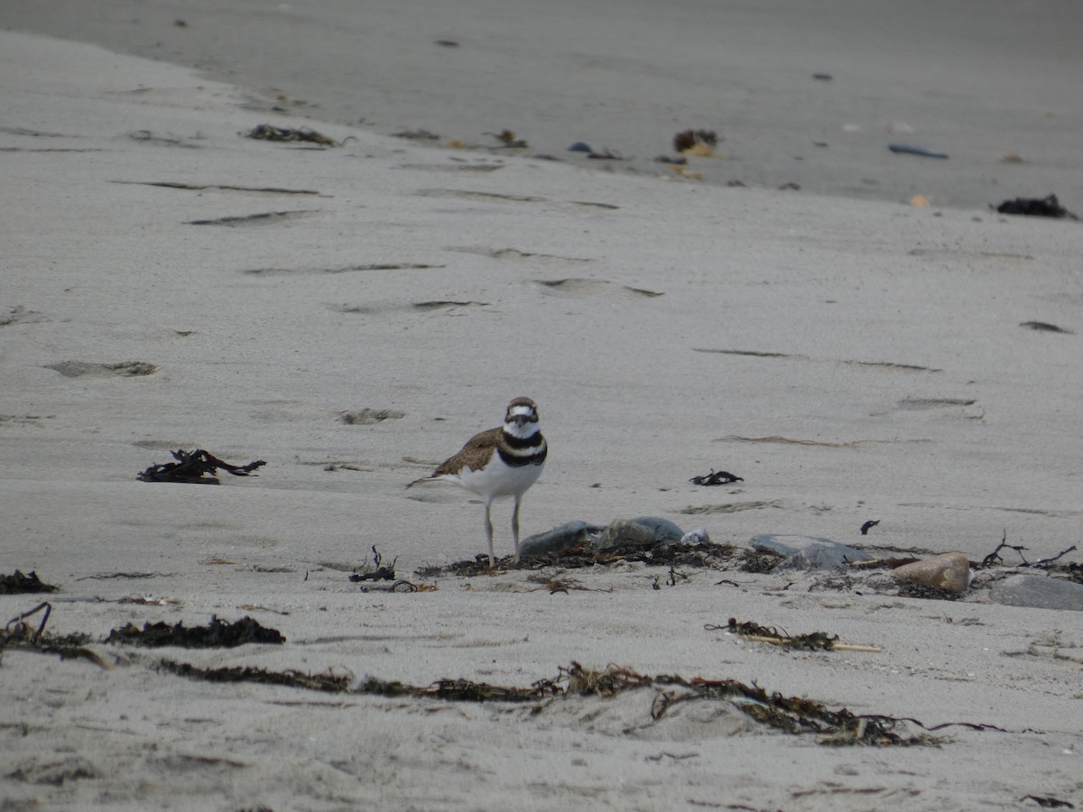 Killdeer - ML641495202