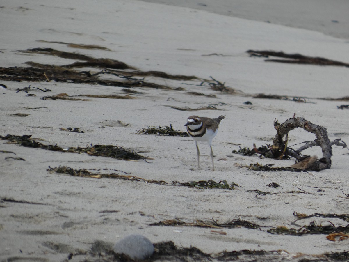 Killdeer - ML641495203