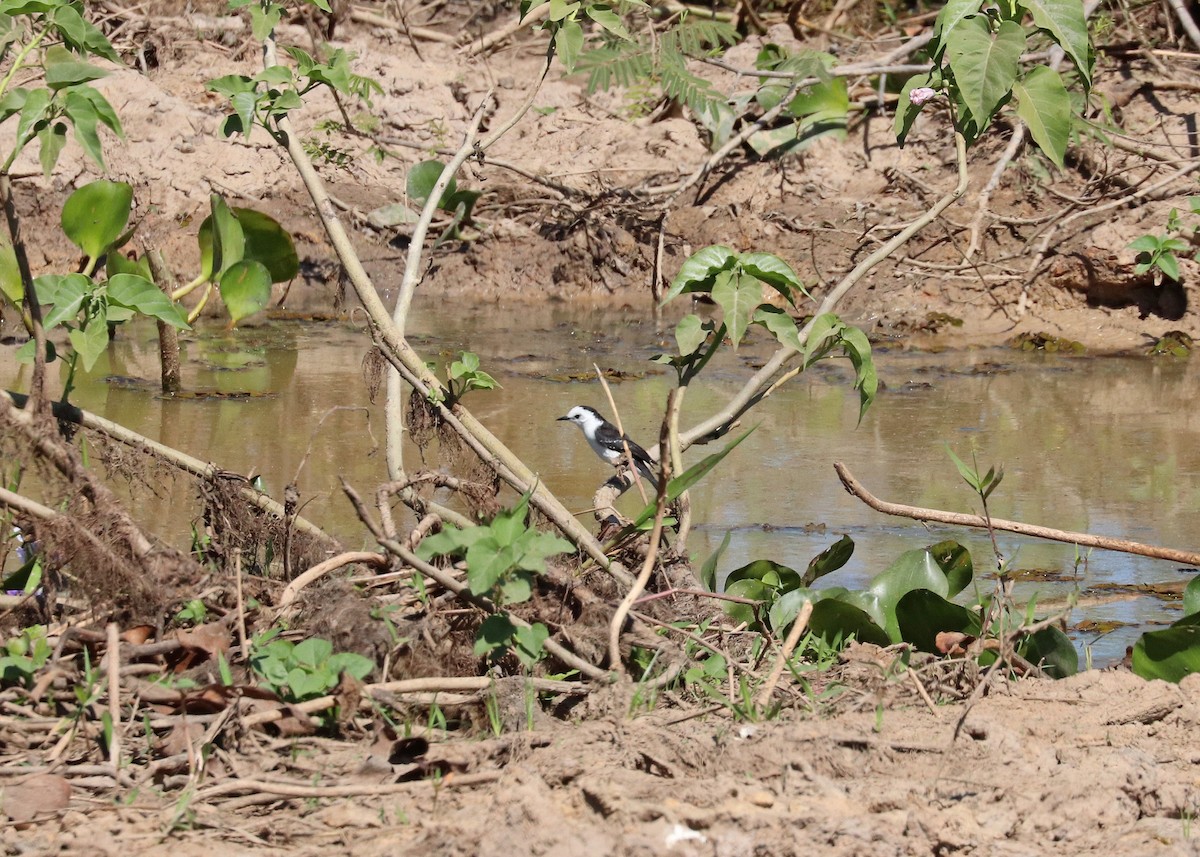 Black-backed Water-Tyrant - ML641495219