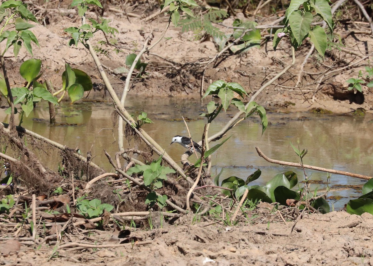 Black-backed Water-Tyrant - ML641495221