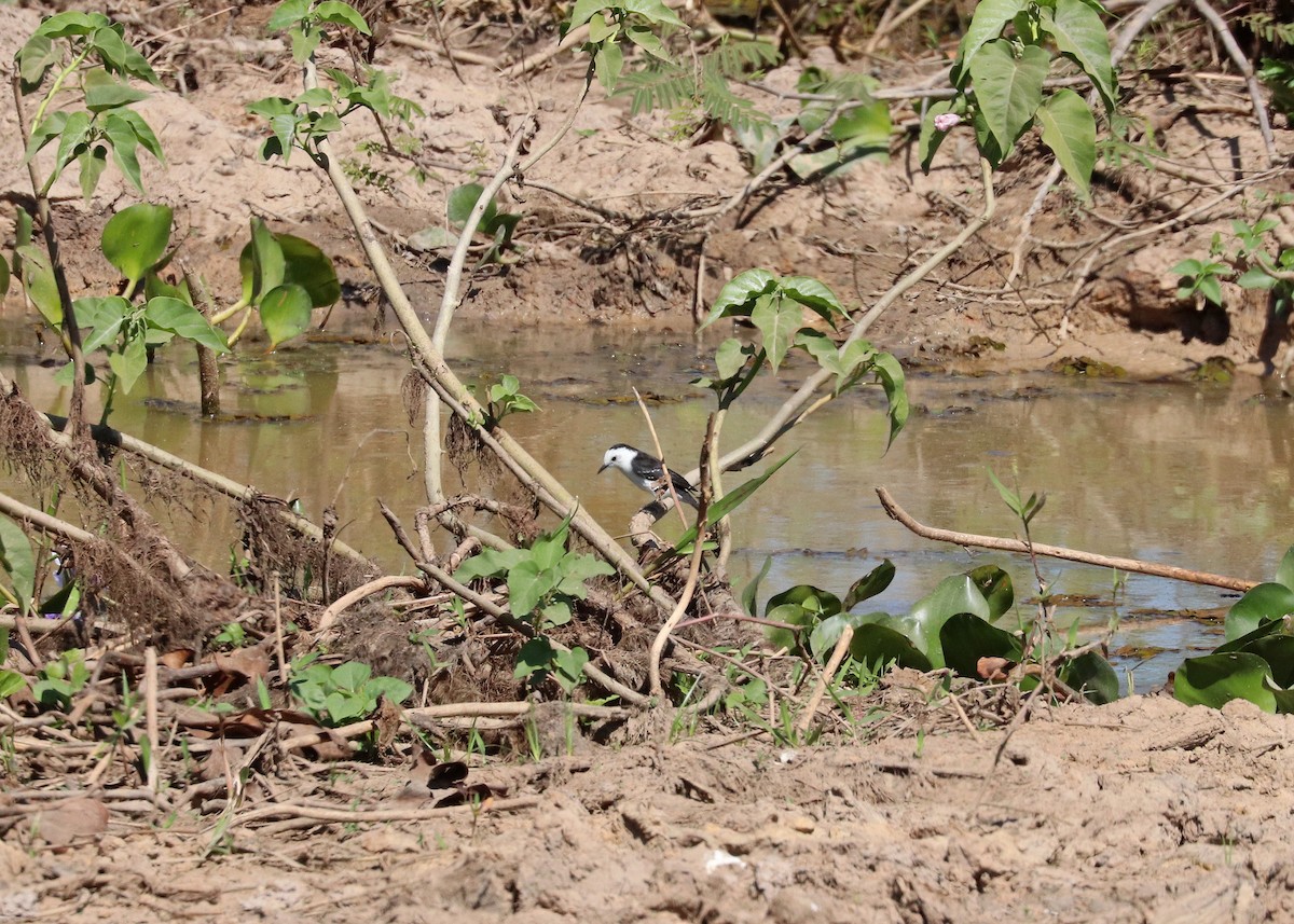 Black-backed Water-Tyrant - ML641495222