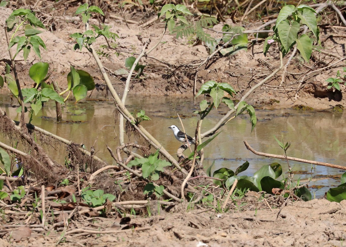 Black-backed Water-Tyrant - ML641495223