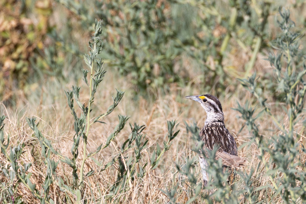 Chihuahuan Meadowlark - ML641495226