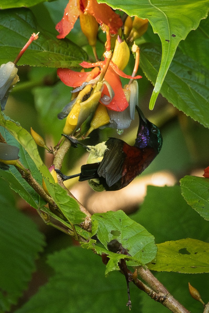 Crimson-backed Sunbird - ML641495246