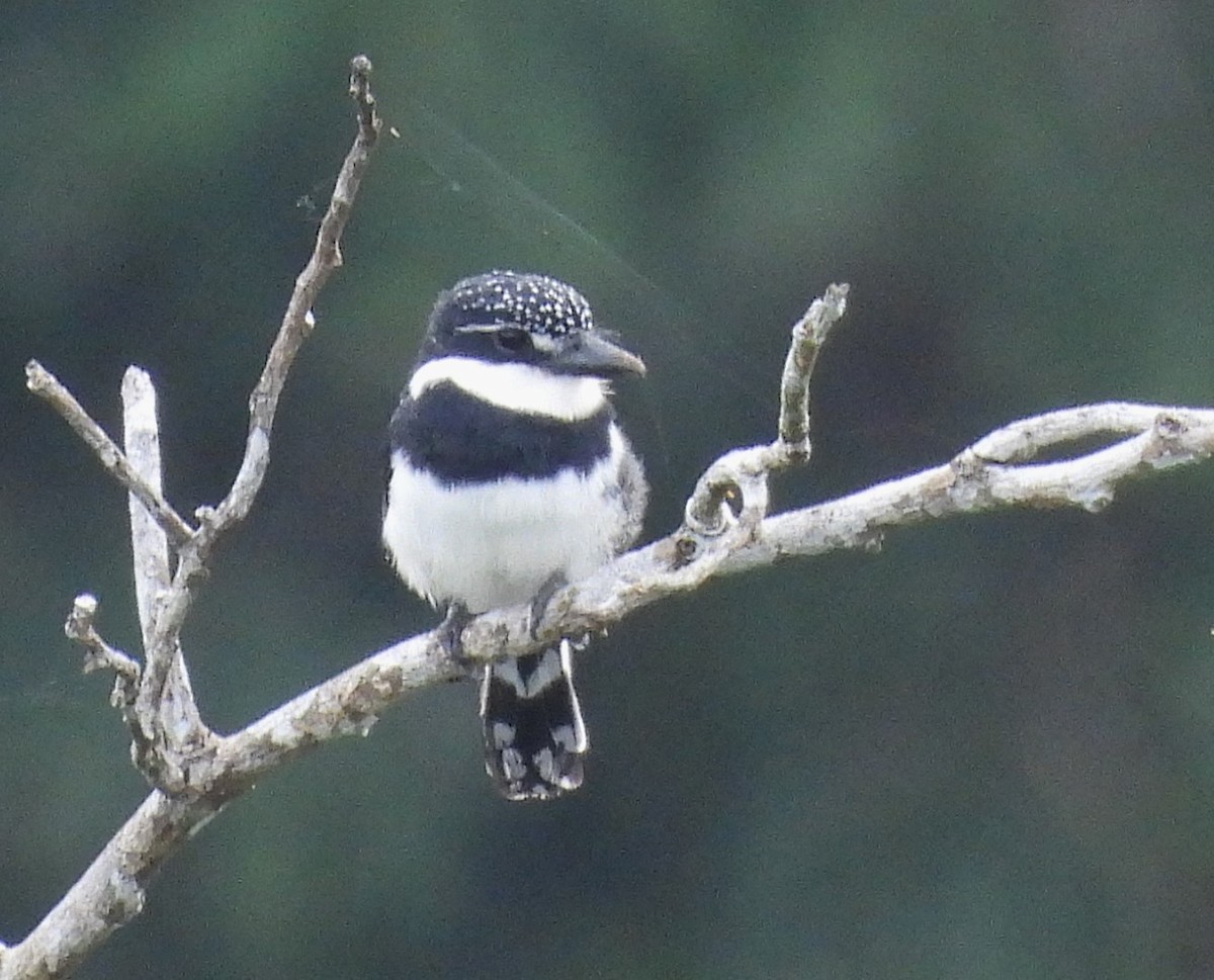 Pied Puffbird - ML641495247