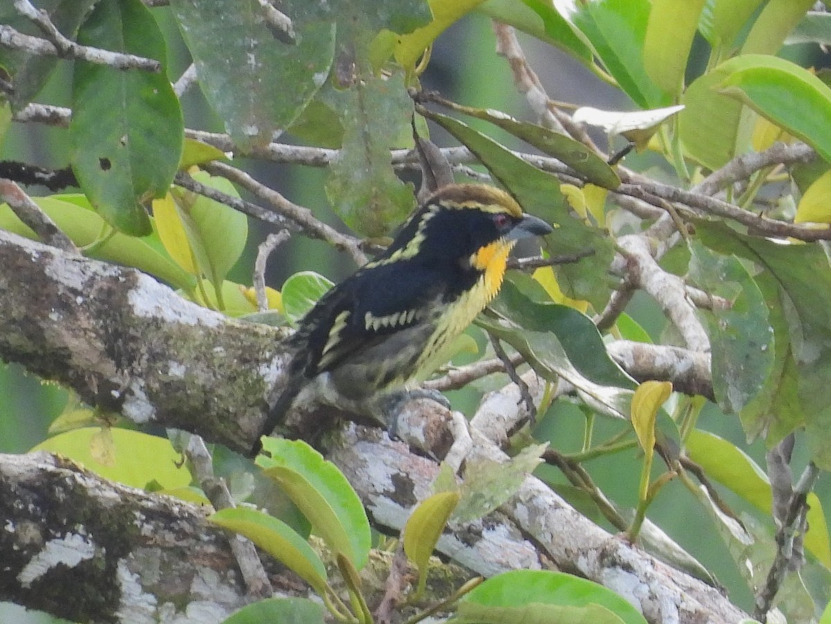 Gilded Barbet - ML641495262