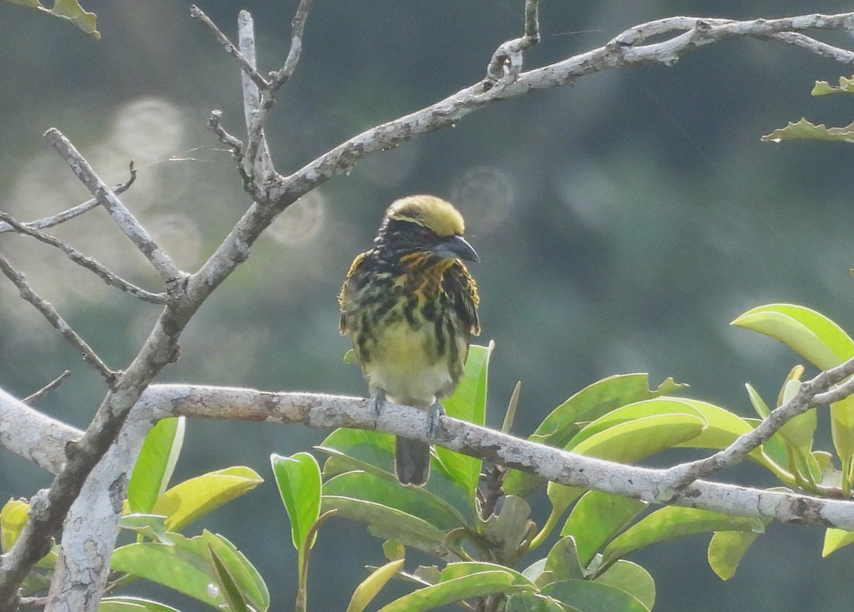 Gilded Barbet - ML641495264